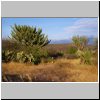 unterwegs zwischen Puebla und Oaxaca - Kakteen in der Sierra Madre