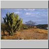 unterwegs zwischen Puebla und Oaxaca - Kakteen in der Sierra Madre