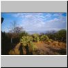 unterwegs zwischen Puebla und Oaxaca - Kakteen in der Sierra Madre