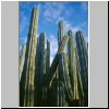 unterwegs zwischen Puebla und Oaxaca - Kakteen in der Sierra Madre