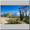 Monte Alban - Vegetation in der archäolog. Zone (nahe Eingang)