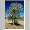 Monte Alban - ein für die Anlage typischer, weiß blühender Baum (südliche Plattform)