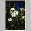 Monte Alban - Blüten eines Strauches