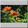 Monte Alban - Blüten eines afrikanischen Tulpenbaumes