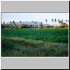 Tehuantepec - Landschaft mit Palmen in der Hotelnähe (bei der Dämmerung)