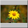 unterwegs durch Sierra de Chiapas nach Tuxtla - eine gelbe Blume