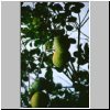 Palenque - Pomelos auf einem Baum in der Hotelanlage