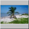 Sabancuy - einsame Palme am Strand (Golf von Mexiko)