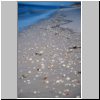 Sabancuy - Muscheln am Strand des Golfes von Mexiko