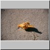 Sabancuy - Muscheln am Strand des Golfes von Mexiko