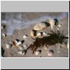 Sabancuy - Muscheln am Strand des Golfes von Mexiko