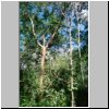 Kabah - Dschungelvegetation in der archäologischen Zone