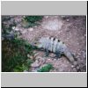 Uxmal - ein Leguan an den Ruinen des Gouverneurspalastes