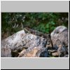 Uxmal - ein Leguan an den Ruinen des Gouverneurspalastes