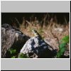 Uxmal - ein Leguan an den Ruinen des Gouverneurspalastes
