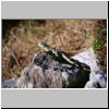 Uxmal - ein Leguan an den Ruinen des Gouverneurspalastes
