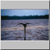 Lagune von Celestun - ein Wasservogel