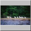 Lagune von Celestun - weiße Pelikane