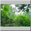 Wasserfälle Agua Azul - tropische Vegetation am Fluß