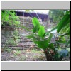 Palenque - Tempel XIX im Dschungel
