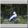 Canon de Sumidero - ein Pelikan am Ufer