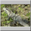 Uxmal - ein Leguan an den Ruinen des Gouverneurspalastes