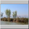 Bambusbüsche an einem Kanal zwischen Inle See und Indein