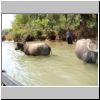 Wasserbüffel im Kanal zwischen Indein und Inle See