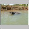 Wasserbüffel im Kanal zwischen Indein und Inle See