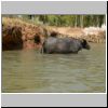 Wasserbüffel im Kanal zwischen Indein und Inle See