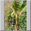 Wanderung in den Bergen bei Kalaw - Blüten einer Bananenstaude