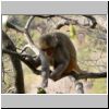 Mount Popa - ein Affe in den Bäumen am Gipfel