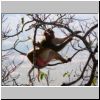 Mount Popa - ein Affe in den Bäumen am Gipfel