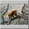 Mount Popa - ein Affe in den Bäumen am Gipfel