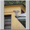 Im Ort am Mount Popa - ein Affe auf dem Dach eines Klostergebäudes