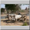 Bagan - ein Ochsenkarren an der alten Straße zwischen Old Bagan und Nyaung-U (unweit des Hti-lo-min-lo Tempels)