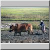 unterwegs von Pyay nach Bago - ein Bauer bei der Arbeit auf einem Reisfeld