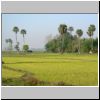 unterwegs von Pyay nach Bago - Reisfelder