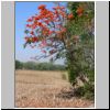 unterwegs von Bago nach Ngwe Saung - Landschaft am Straßenrand mit einem rot blühenden Flamboyant-Baum