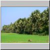 Ngwe Saung - Felder und Palmen am Rande des Dorfes