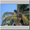 Ngwe Saung - eine Kokospalme
