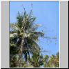 Ngwe Saung - Kapokbaum und Palmen