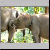Elefantencamp in den Bergen bei Ngwe Saung - Elefanten