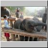 Elefantencamp in den Bergen bei Ngwe Saung - ein junger Elefant