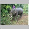 Elefantencamp in den Bergen bei Ngwe Saung - ein Elefant mit dem Mahout