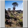Köcherbaumwald bei Keetmanshoop - Aloe-Bäume