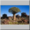 Köcherbaumwald bei Keetmanshoop - ein Aloe-Baum und Felsen