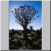 Köcherbaumwald bei Keetmanshoop - ein Aloe-Baum