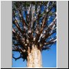 Köcherbaumwald bei Keetmanshoop - die Krone eines Aloe-Baumes