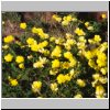 Köcherbaumwald bei Keetmanshoop - gelbe Blumen